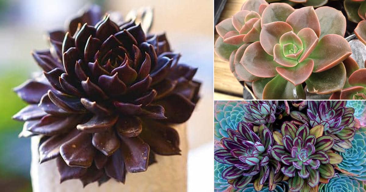 25 Best Echeveria Types | Echeveria Succulent Varieties