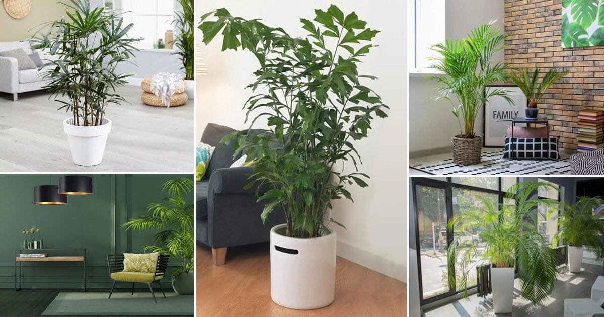 Ways to use Indoor Plants in your Home Decor - Home with Holliday