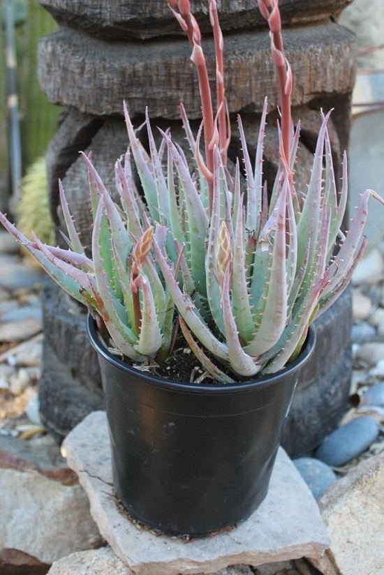Cold Hardy Succulents for Winters 2