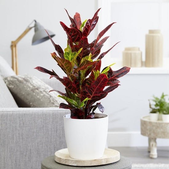 33 Colorful Houseplants You'll Love | Colorful Indoor Houseplants