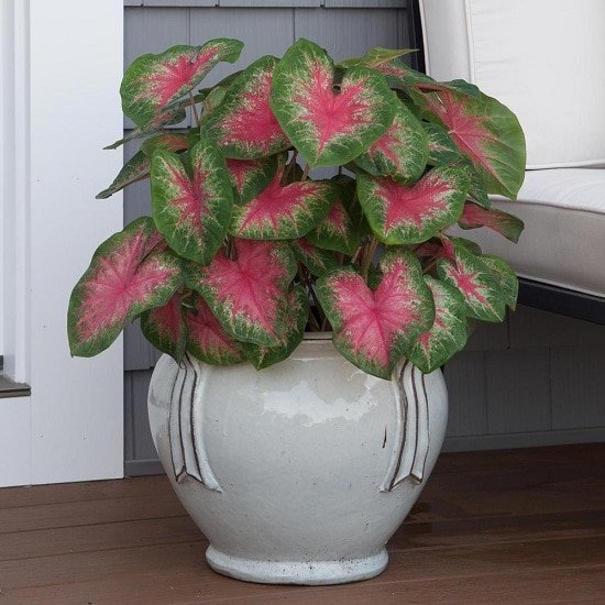 Variegated Versions of Most Popular Houseplants 42