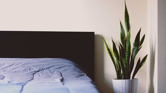 Some of the Best Bedroom Plants