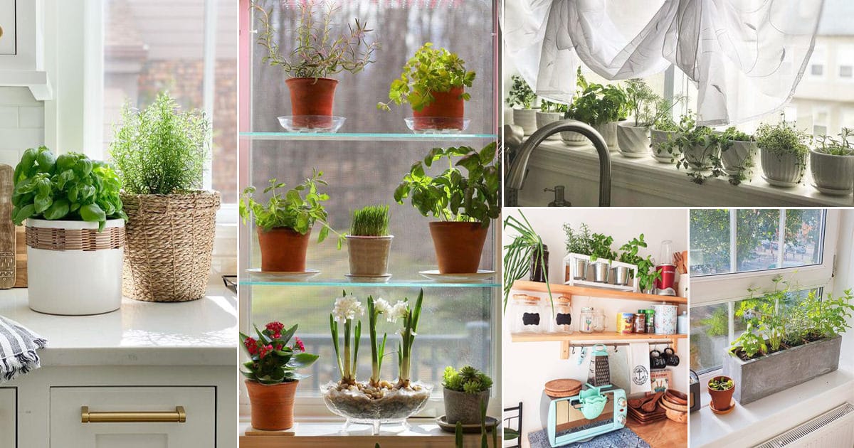 50 Indoor Herb Gardens on Instagram | Balcony Garden Web