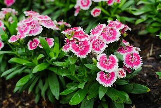 Pink Flowers 55
