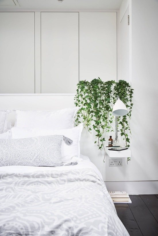Best Bedroom Plants to grow indoors
