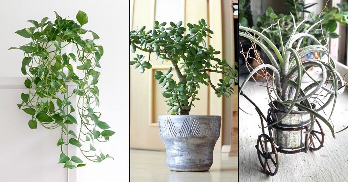 7 Houseplants that Love to Be Ignored | Balcony Garden Web