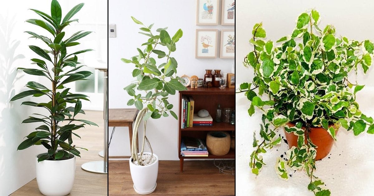 8 Types of Ficus Plants | Best Ficus Trees Home