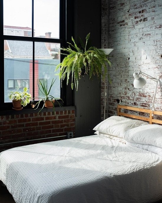 Best Bedroom Plants for purified air 