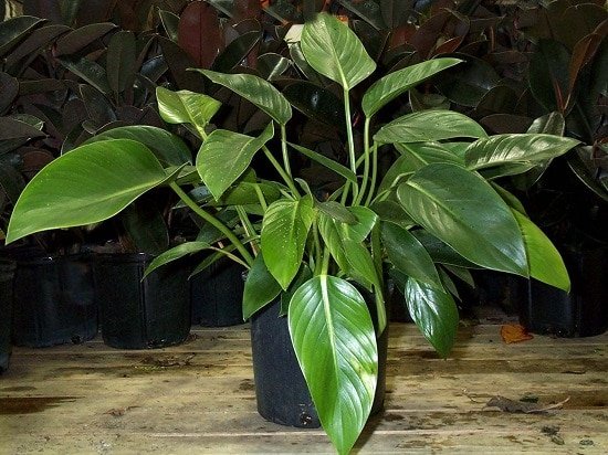Indoor Plants Recommended By NASA you must grow