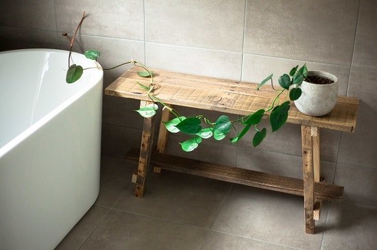 Philodendron for a Windowless bathrooms