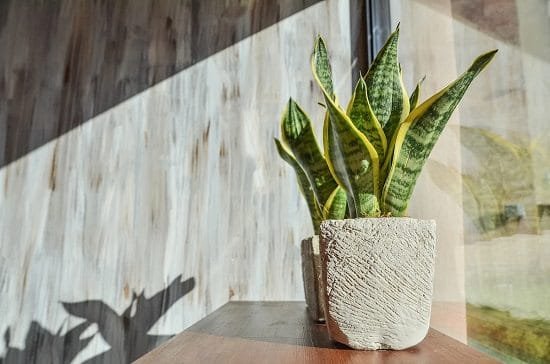 How to Keep Houseplants Alive in Winters