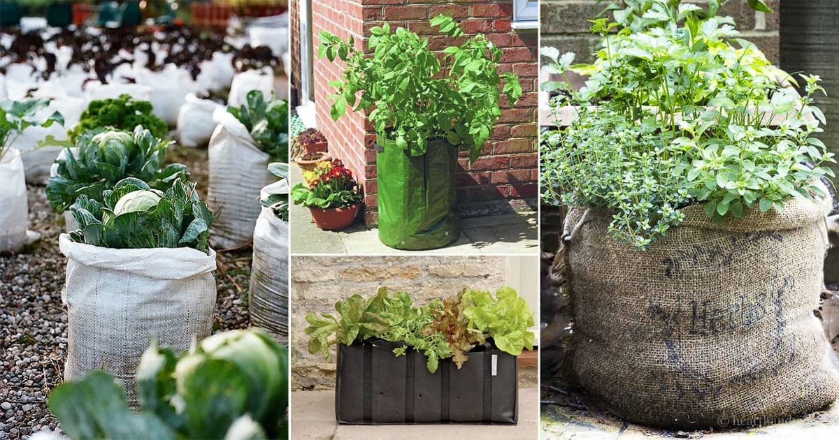 Fabric Grow Bags – My Experience Growing a Garden in Felt Bags - Bunny's  Garden