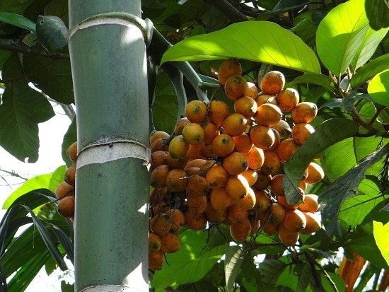 History of betel nut