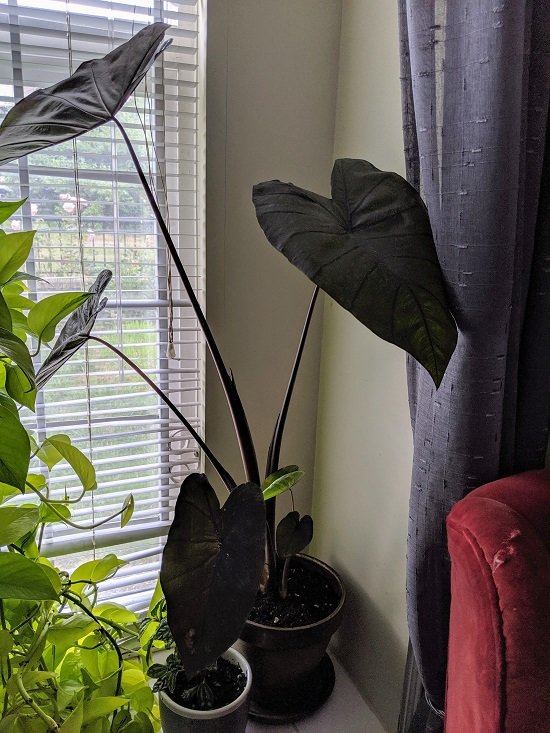 stunning Black Indoor Plants for homes