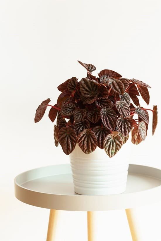 Black Indoor Plant you haven't heard of