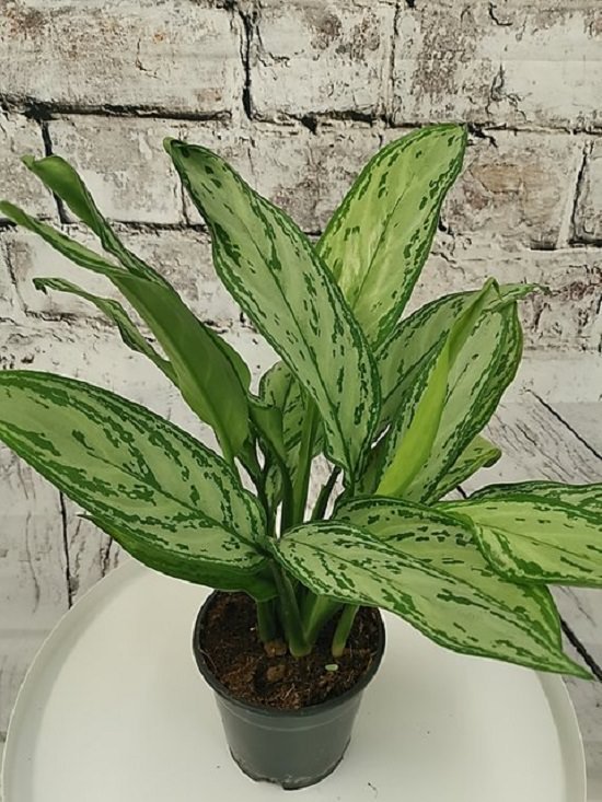 Chinese Evergreen for a Windowless bathrooms