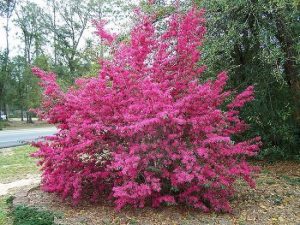 46 Shrubs for Shade | Best Shade Loving Shrubs for Low Light