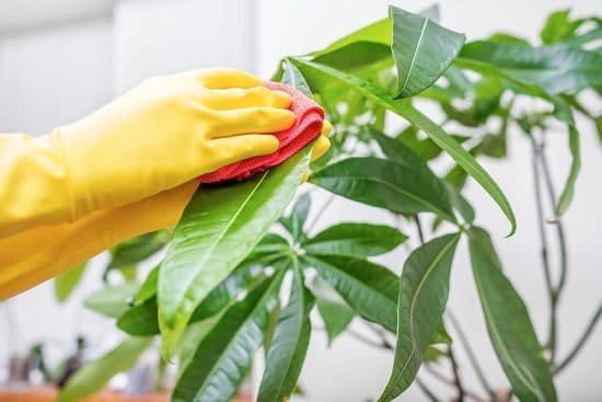 How to keep indoor plants alive in winter