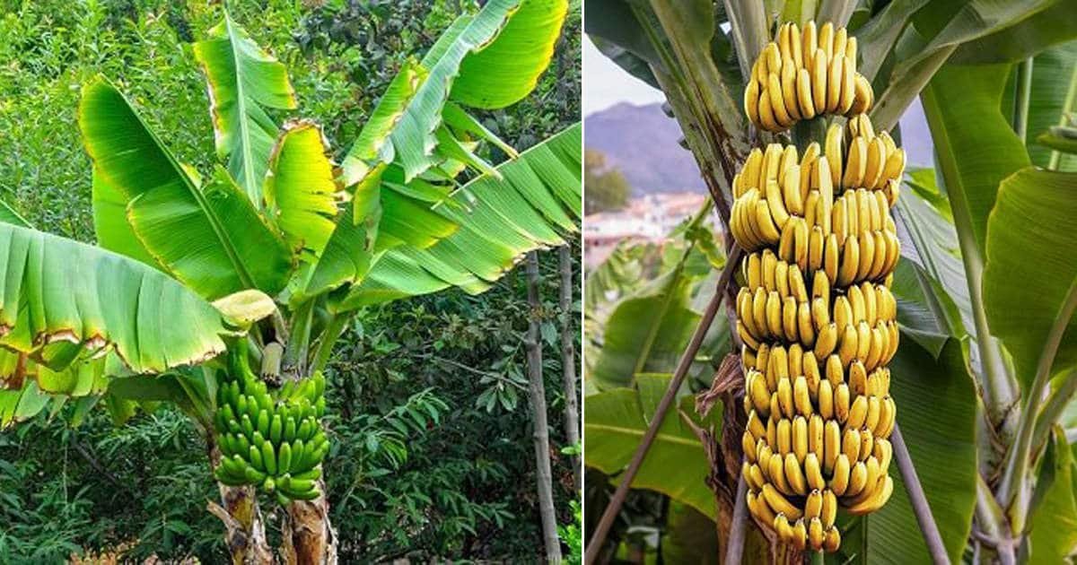 Do Bananas Grow on Trees or Bushes? | Balcony Garden Web