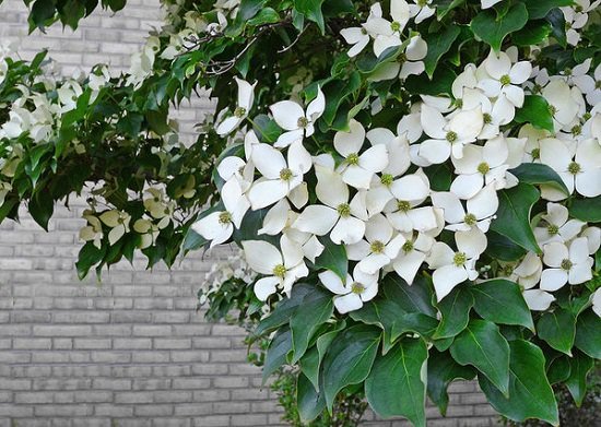 Shrubs for Shade that you can grow today