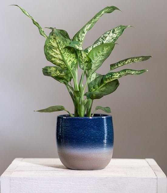 Fast Growing Indoor Plants 10