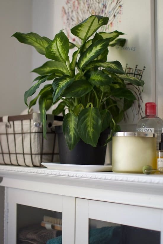 Dumb Cane for a Windowless bathrooms