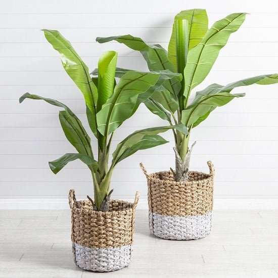 Check out Indoor Plants Recommended By NASA
