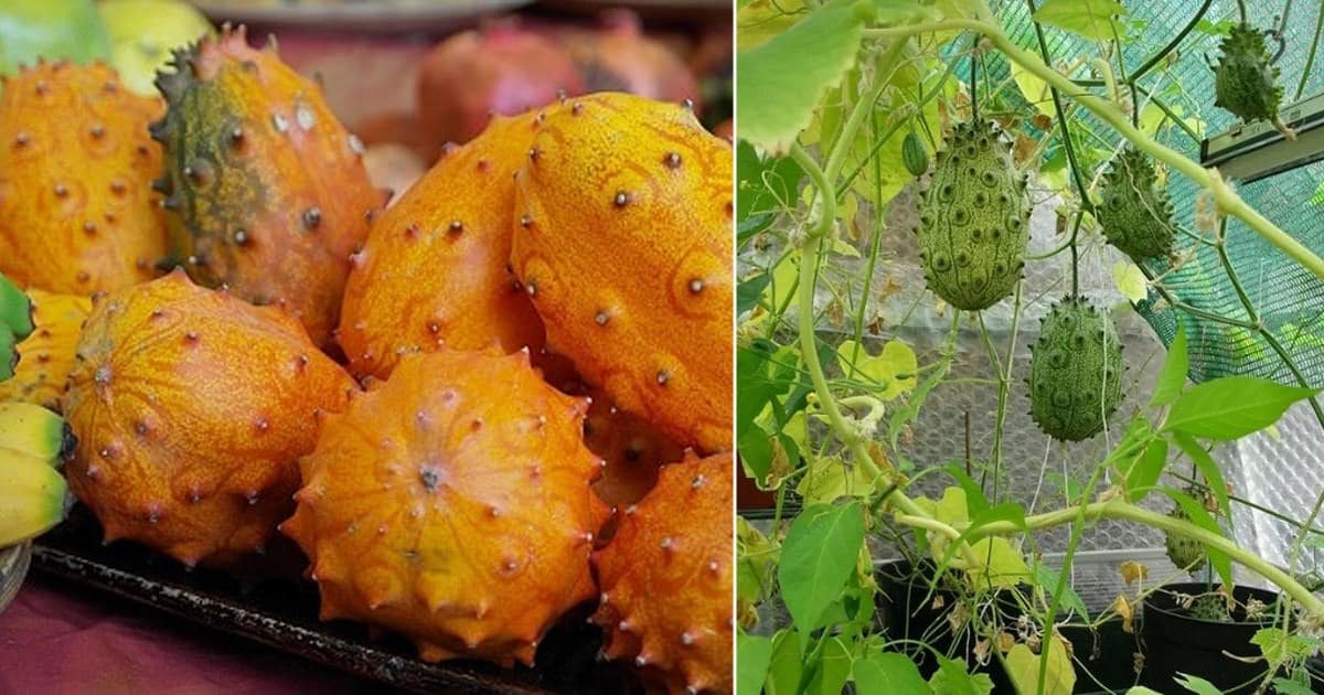How to Grow Kiwano Melon in Pots & Garden | Balcony Garden Web