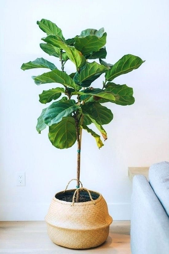 Best Ficus Trees for Home