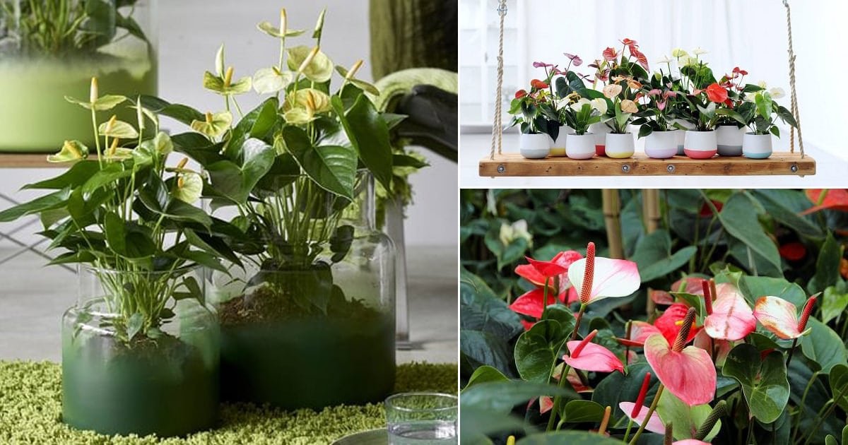 Anthurium Plant Care | How to Take Care of Anthurium