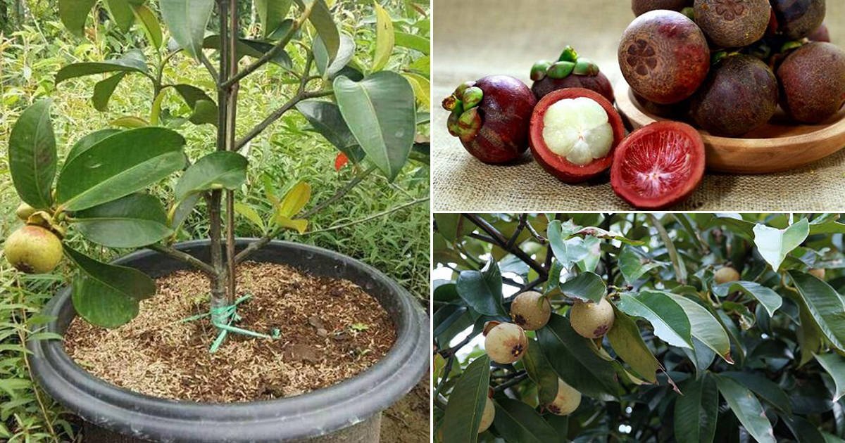 How to Grow Mangosteen Tree | Planting Guide