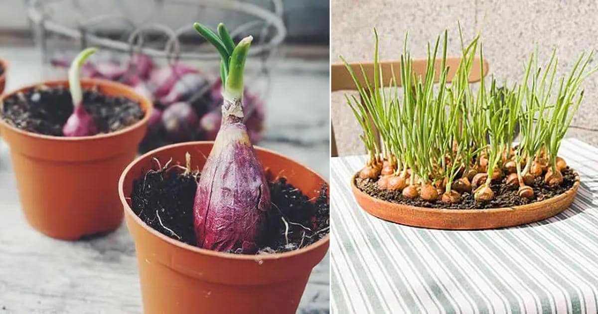 Everything About Growing Onions In Pots | Onion Plant Care | Balcony Garden Web