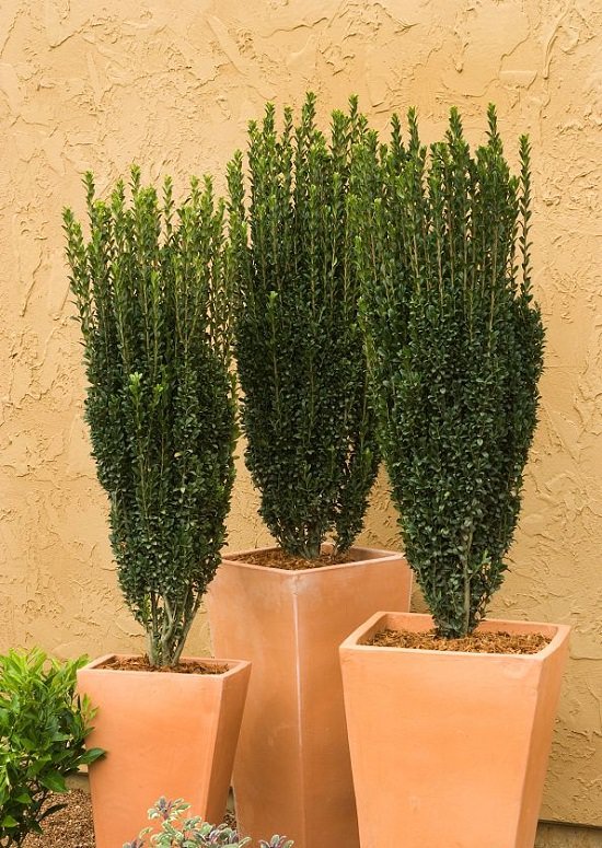 Shrubs for Shade to enhance the appeal of your house 