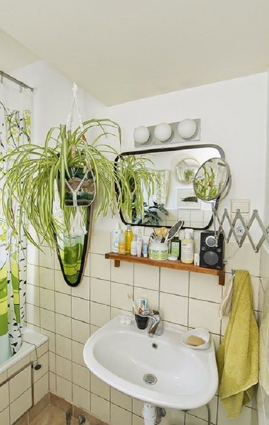 Spider plant for a Windowless bathrooms