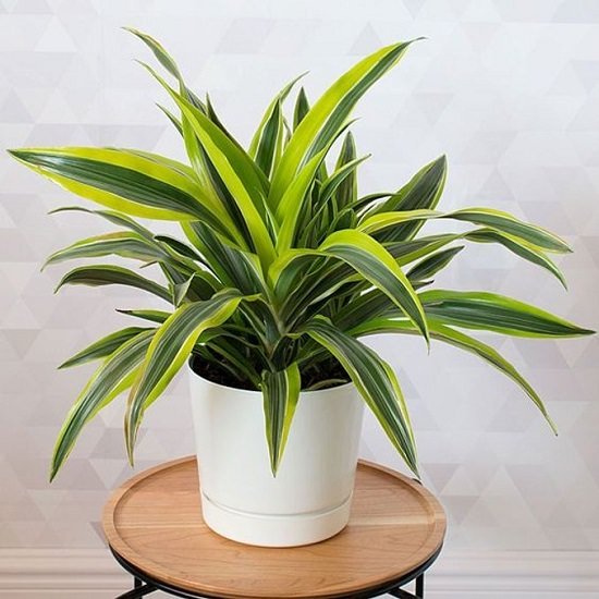 The Top Indoor Plants Recommended By NASA for homes