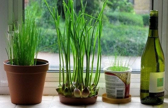 Plants You Can Grow Indoors: The Top 18 Indoor Vegetables