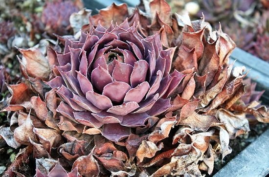 How Long do Succulents Live and whats their life