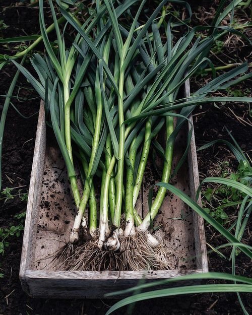 How to Grow Garlic Greens