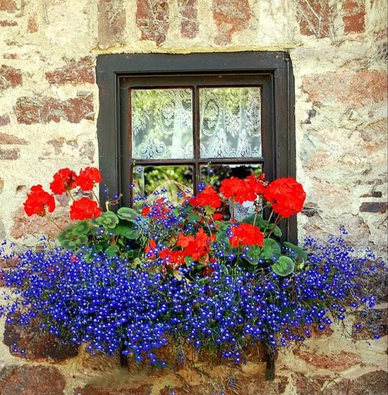 magnificent and bright Cascading Flowers for Window Boxes