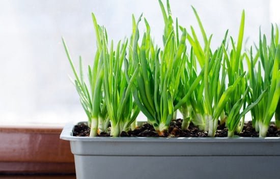 Growing Onions in Containers - Gardening Fan