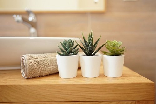 Succulents for a Windowless bathrooms