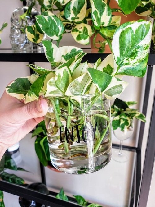 Pothos for a Windowless bathrooms