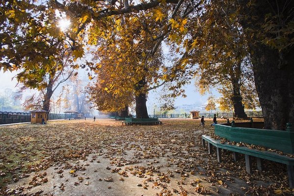 Everything About Chinar Trees