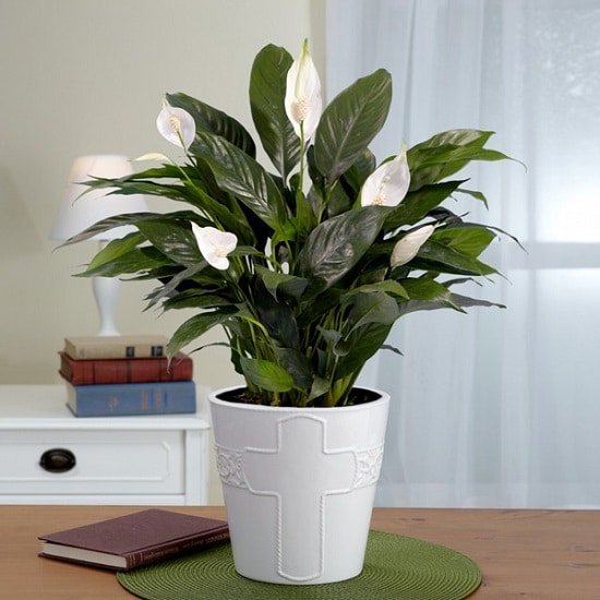 Indoor Plants with White Flowers