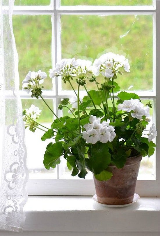 Plantas de Interior con Flores Blancas para amigas