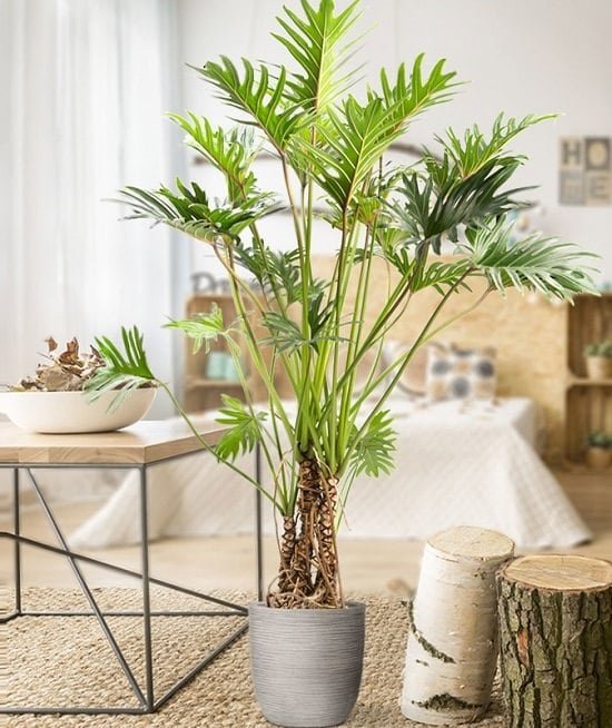 Decorative & easy to grow, the philodendron has many amazing varieties! From them, check out 16 Types of Philodendrons that you can grow indoors!