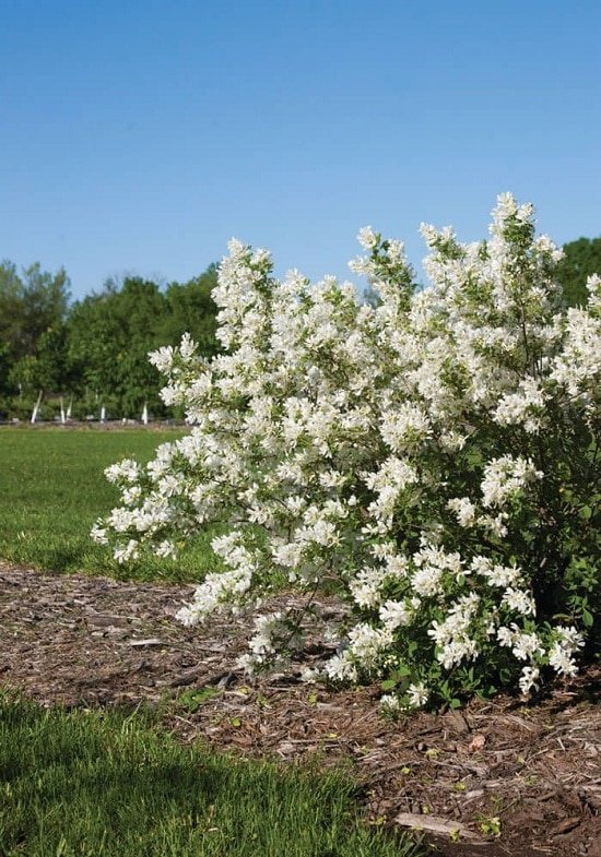 Bushes with White Flowers 17