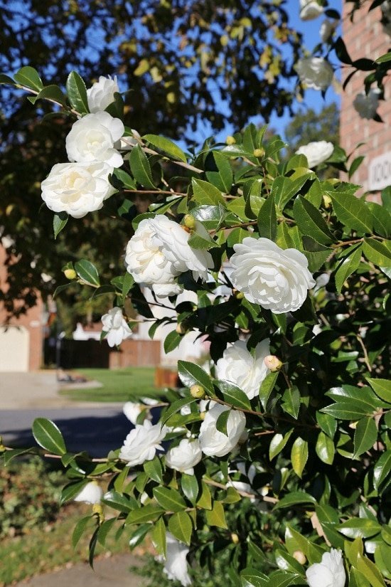 Bushes with White Flowers 19