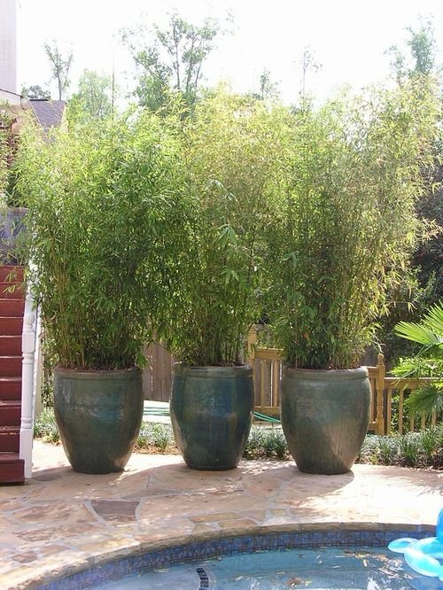 Growing Bamboo in Pots 4