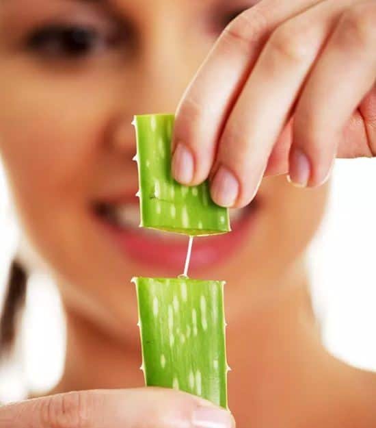 Can You Eat Aloe Vera Plant